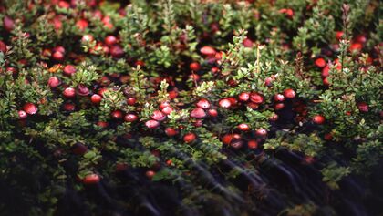 OD 2019 Cranberry Moosbeere essbare Pflanze Ernährung Kochen Küche