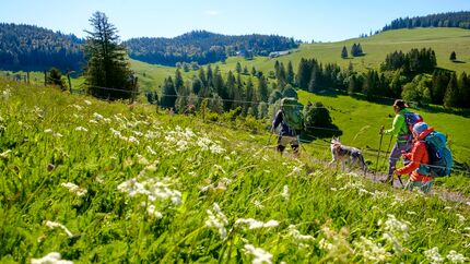 07/2021: Reportage Schwarzwald Wiesental