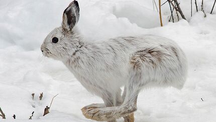 Basis Lager 02/2021: Tiere im Winter