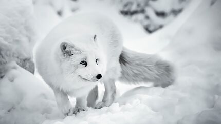 Basis Lager 02/2021: Tiere im Winter